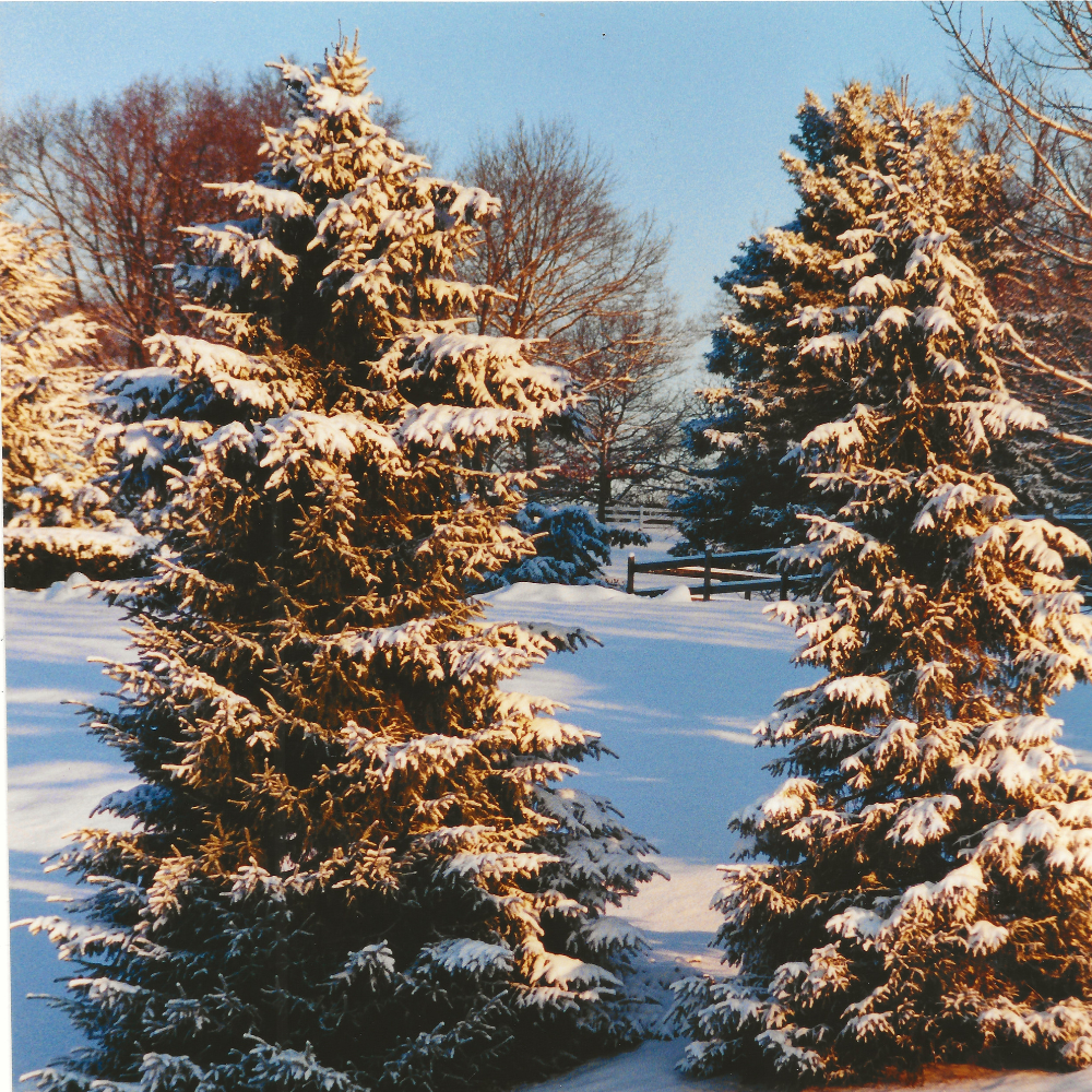 Remembering Who You Are- E Book