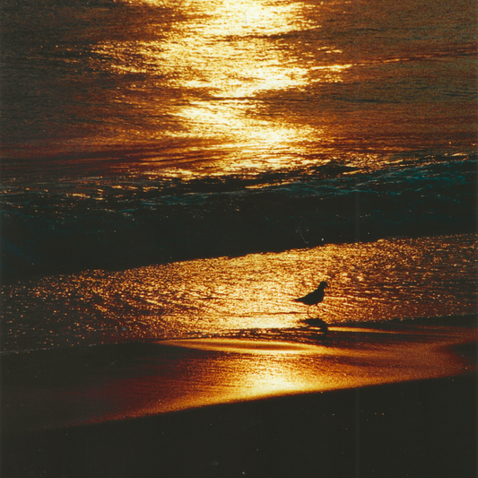 Seminar-Early-Bird E-Book